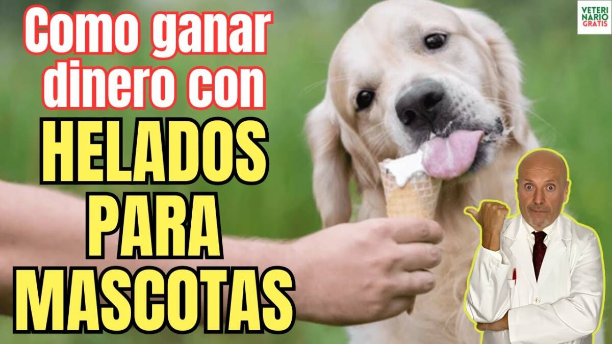 Como ganar dinero con helados para perros y gatos nuevas heladerias para mascotas