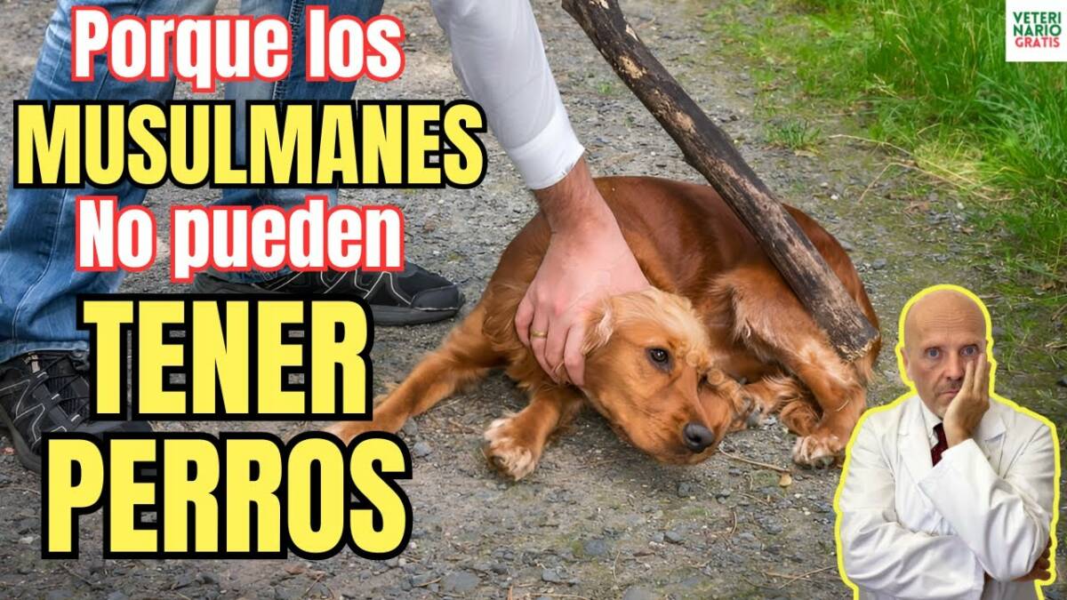 Porque los musulmanes no pueden tener perros