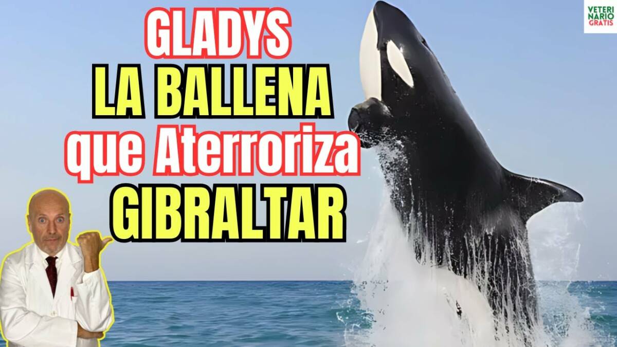 Gladys la ballena orca superasesina que aterroriza el estrecho de gibraltar