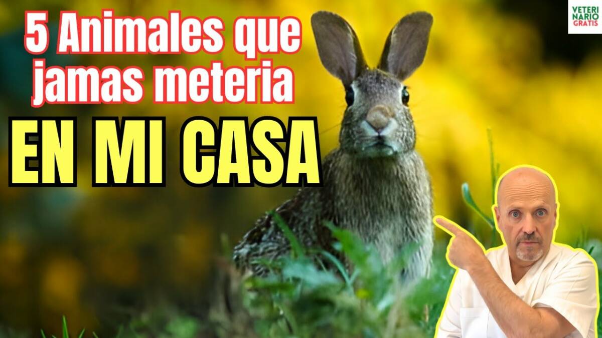 5 animales que jamas metería en mi casa