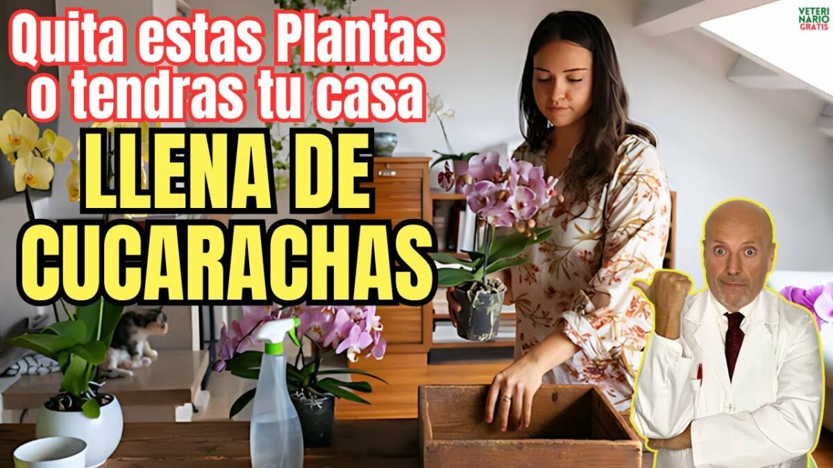 Quita estas plantas de tu casa porque atraen cucarachas como eliminar cucarachas mas facil