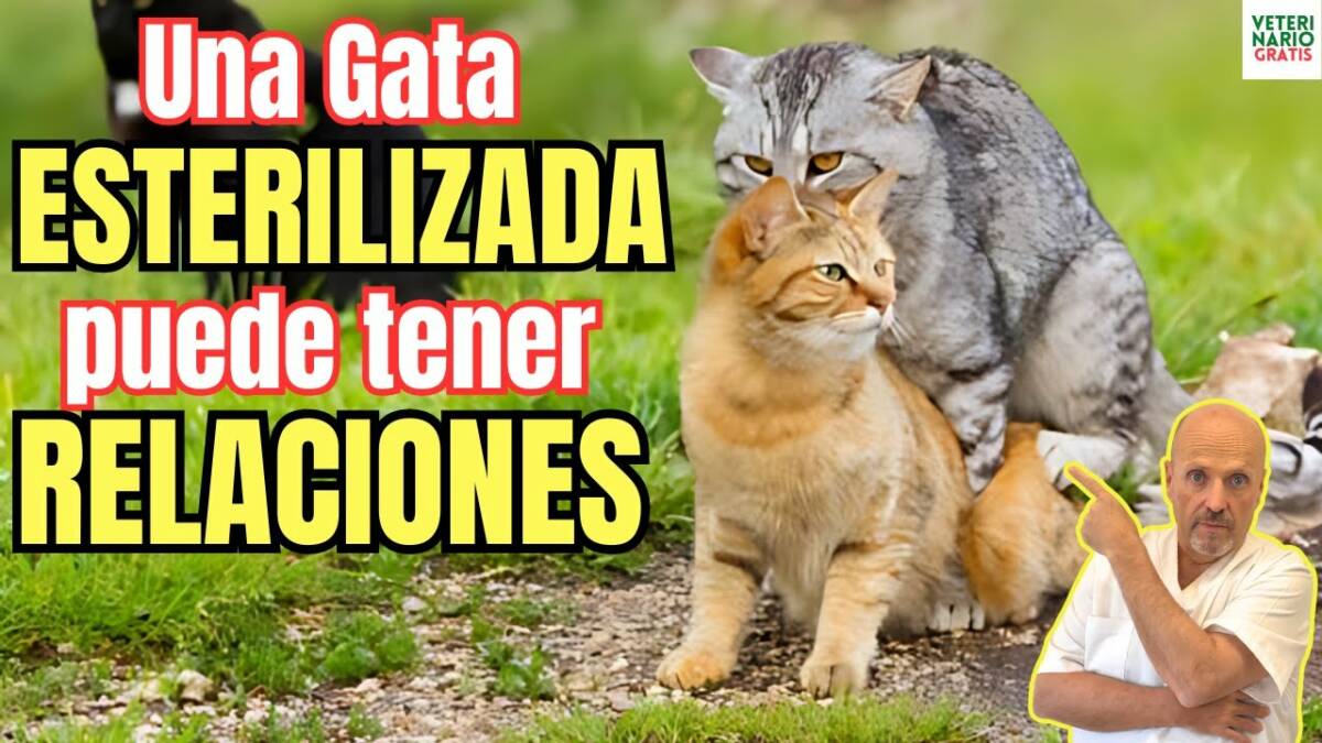 Una gata esterilizada puede tener relaciones