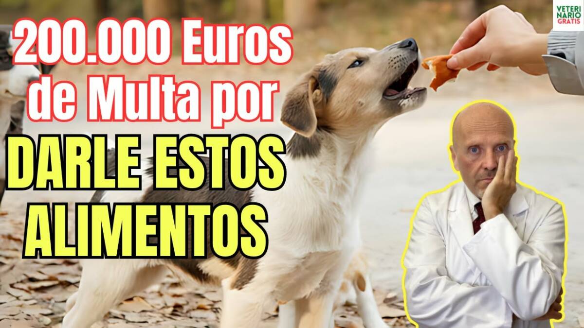 Multas de 200000 euros por dar estos alimentos a tu perro segun la ley de bienestar animal