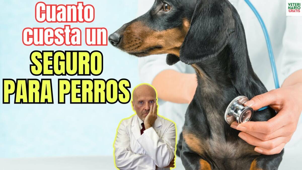 Cuanto cuesta un seguro obligatorio para perros segun la ley de bienestar animal