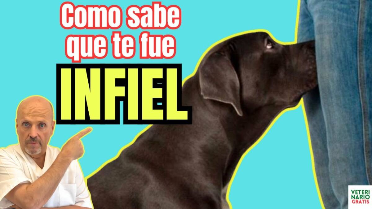 Como detectan los perros la infidelidad de tu pareja cambios de comportamiento de estos perros