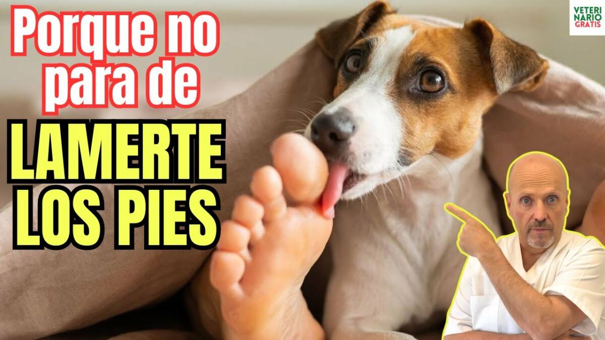 Porque mi perro me lame los pies y las piernas constantemente 5 razones curiosas