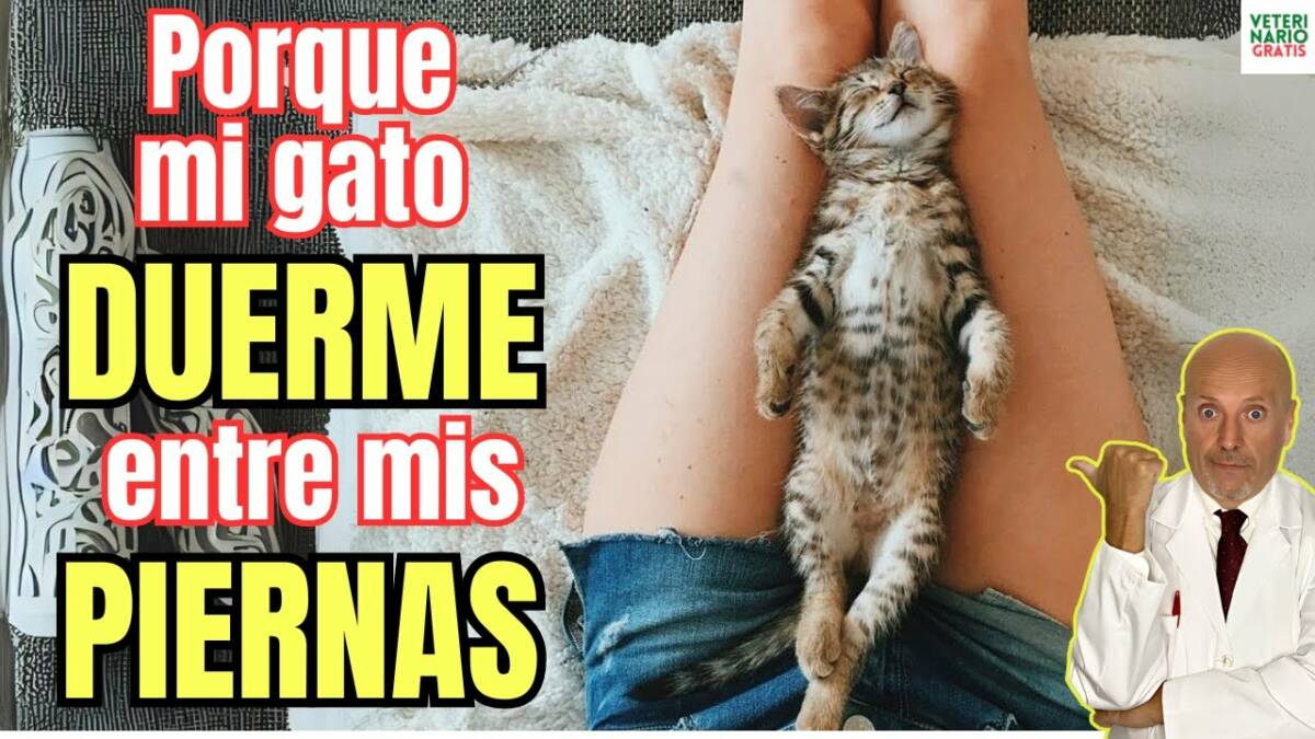 Porque mi gato duerme sobre mis piernas