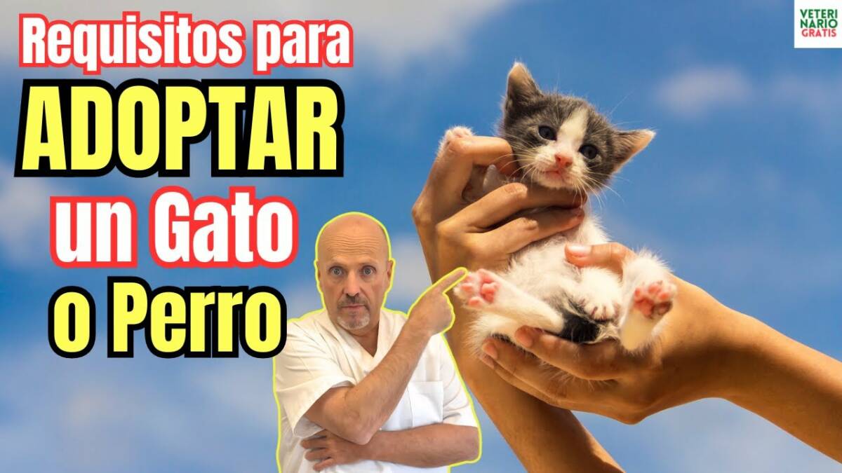 Requisitos para adoptar un perro o un gato