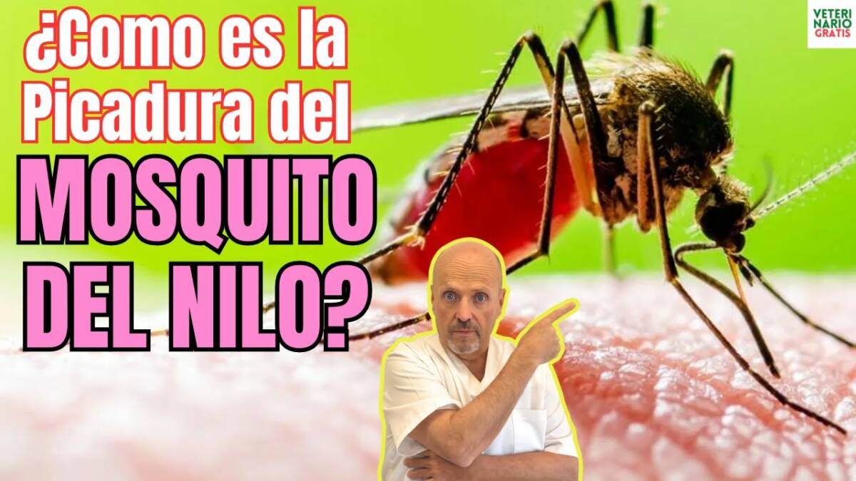 Como es la picadura del mosquito del virus del nilo sintomas y tratamiento