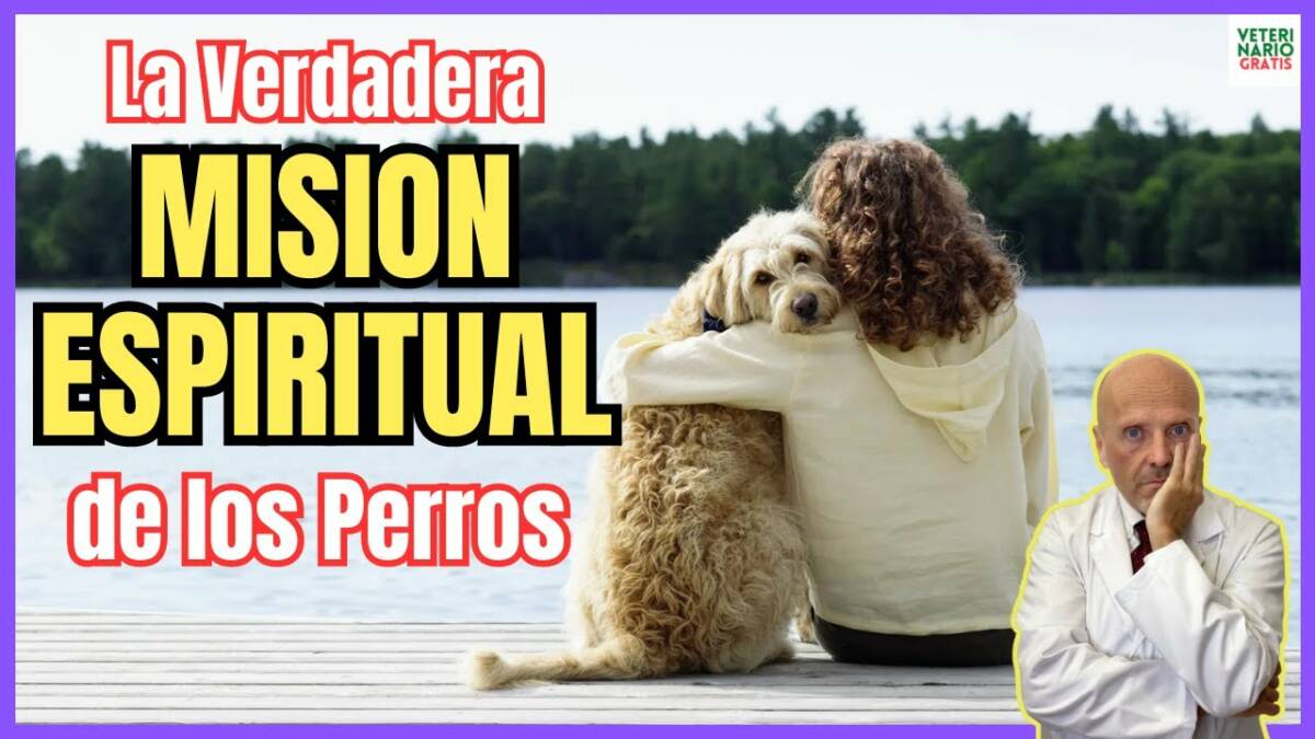 La verdadera mision espiritual de los perros y su significado en nuestra vida