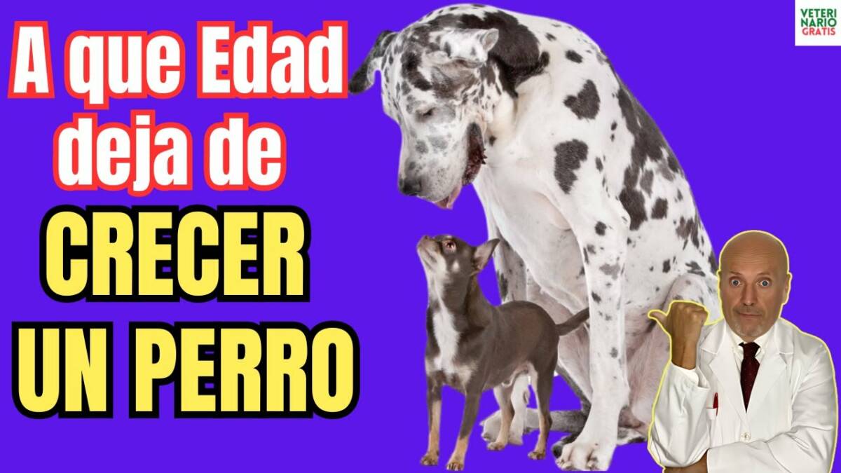 A que edad deja de crecer un perro