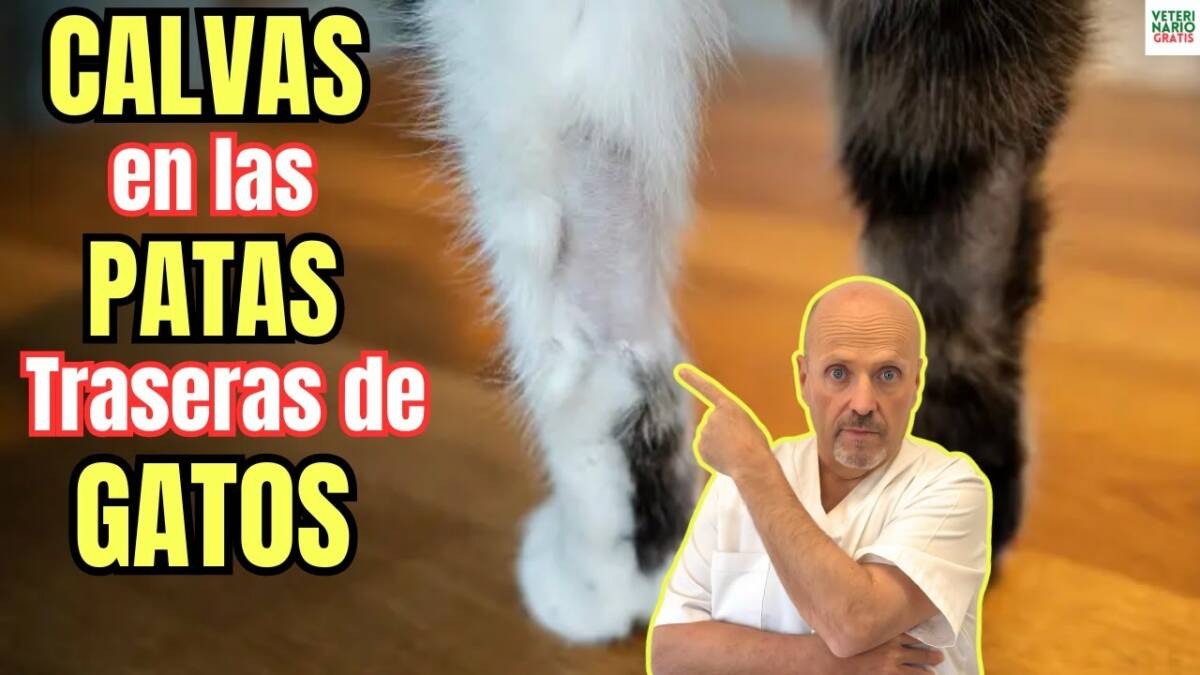 Mi gato tiene calvas en las patas traseras porque que hago