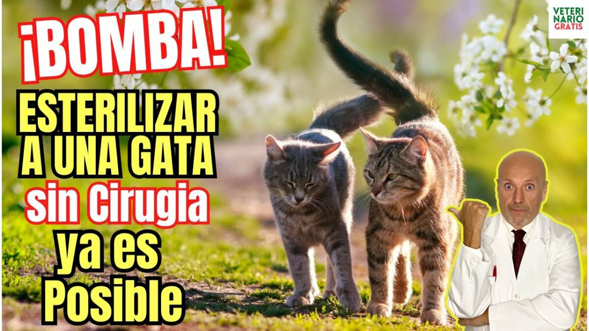 Nueva forma de esterilizar a una gata sin cirugia con una sola inyeccion