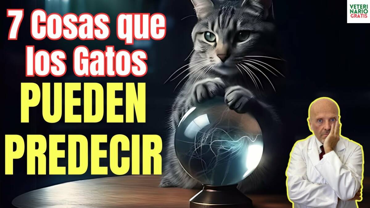 7 cosas que los gatos pueden predecir