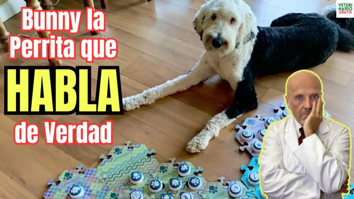 Bunny el perro que habla con botones ha demostrado la ciencia su inteligencia canina