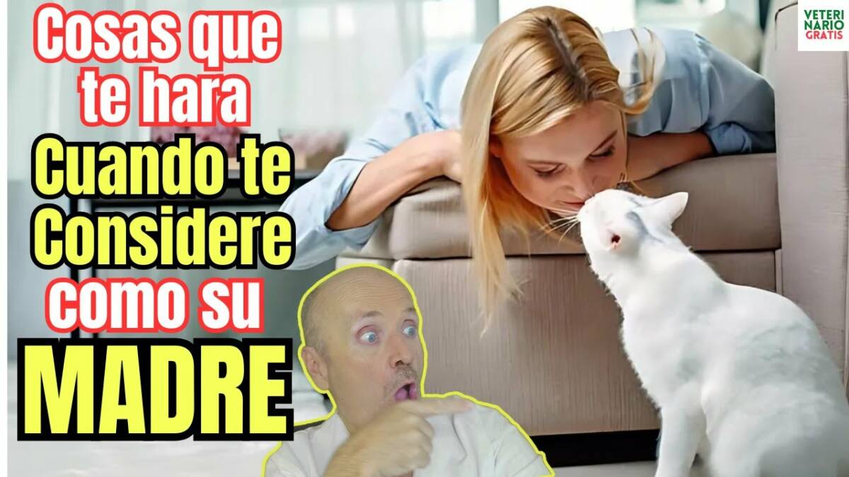 Señales curiosas de que tu gato te ve como su madre o padre