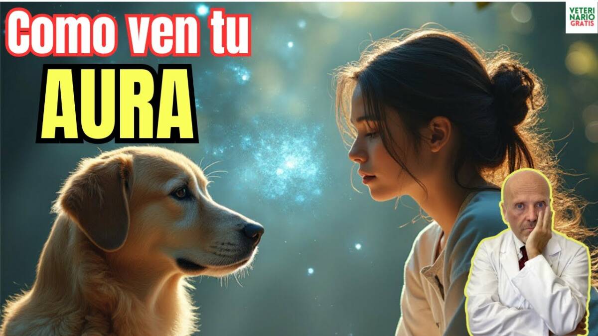 Como ven los perros el aura de las personas