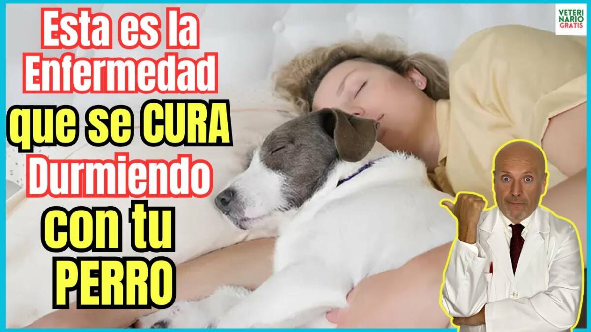 Esta es la enfermedad que se cura durmiendo con un perro