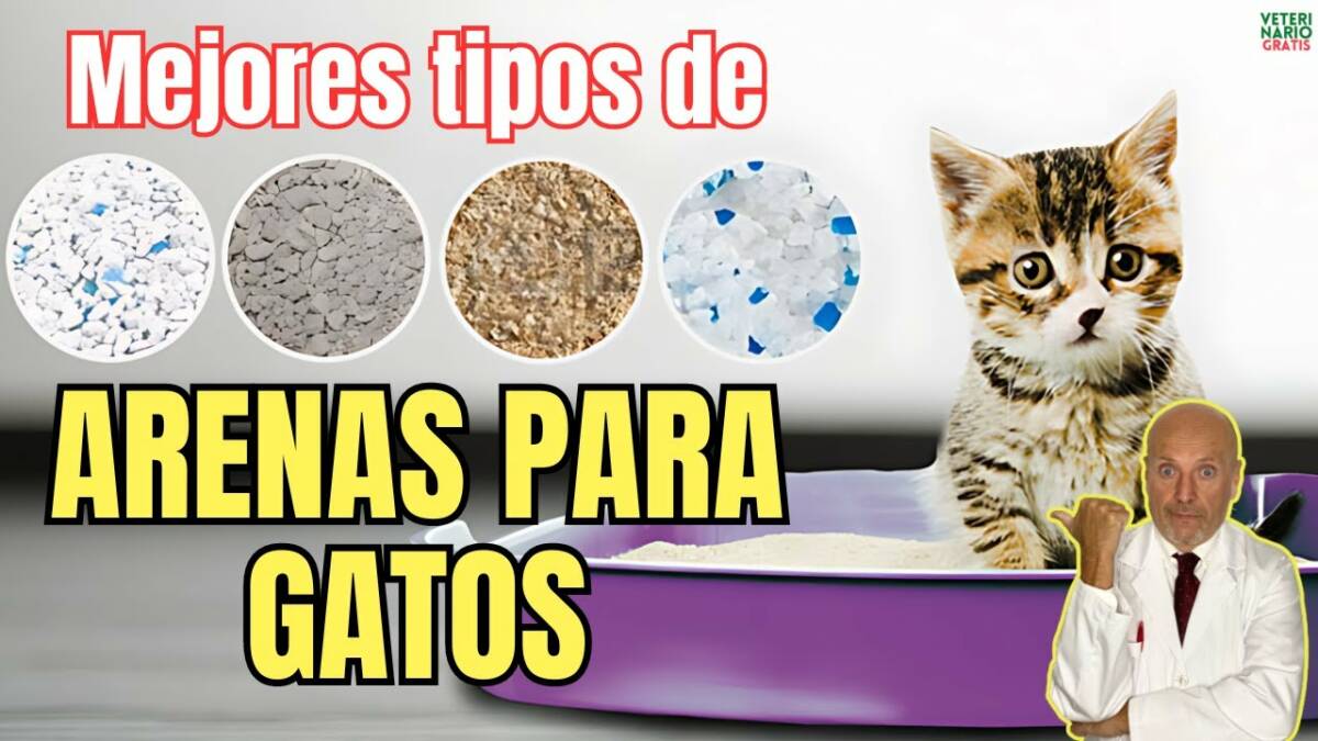 Cuales son los mejores tipos de arena para gatos