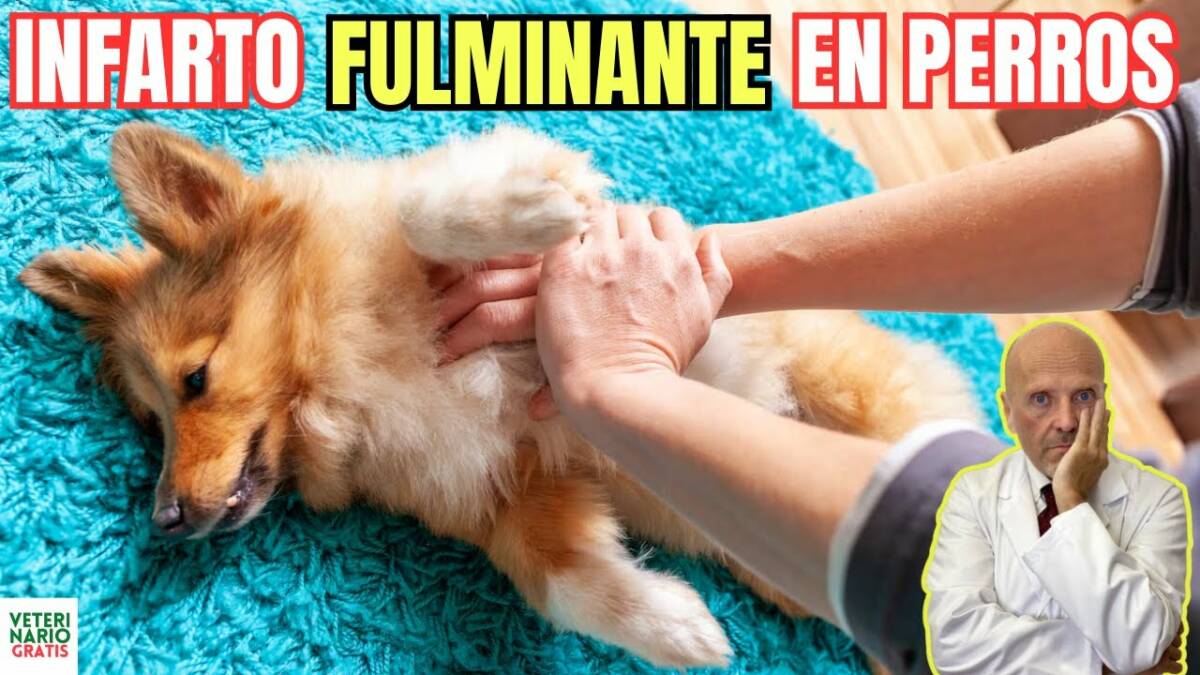 Sintomas de infarto fulminante en perros que hacer