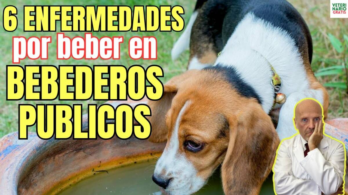 6 enfermedades de los perros por beber en bebederos públicos para perros