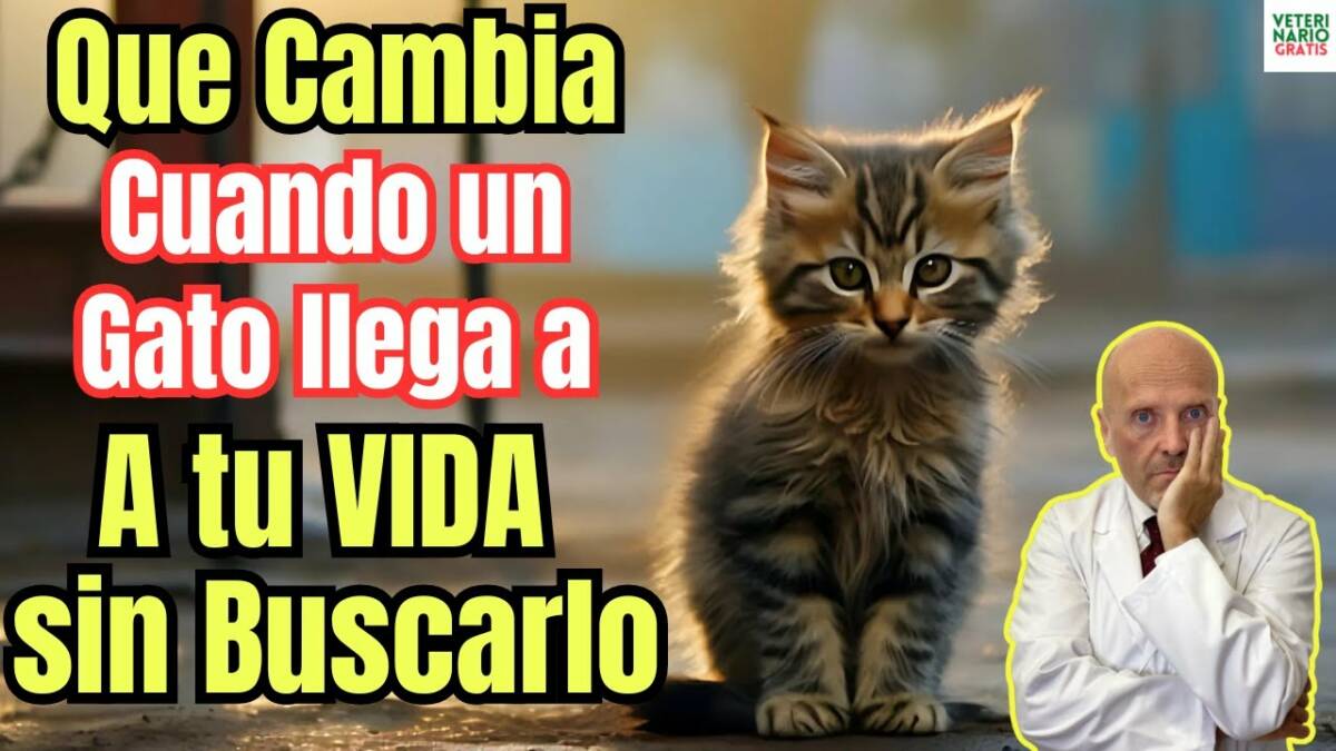 Que cambia cuando un gato llega a tu vida sin buscarlo