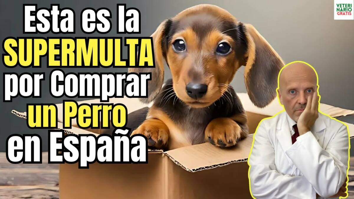 Esta es la supermulta que tendras que pagar por comprar un perro segun la ley de bienestar animal