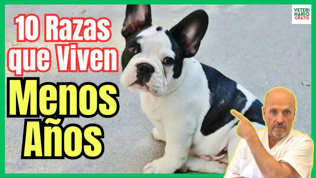 Las 10 razas de perros que viven menos años