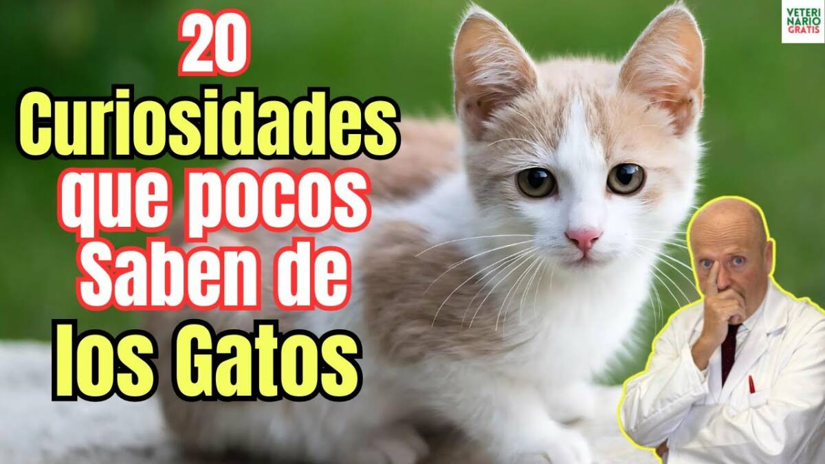 20 curiosidades sobre los gatos domésticos que debes conocer por su bien