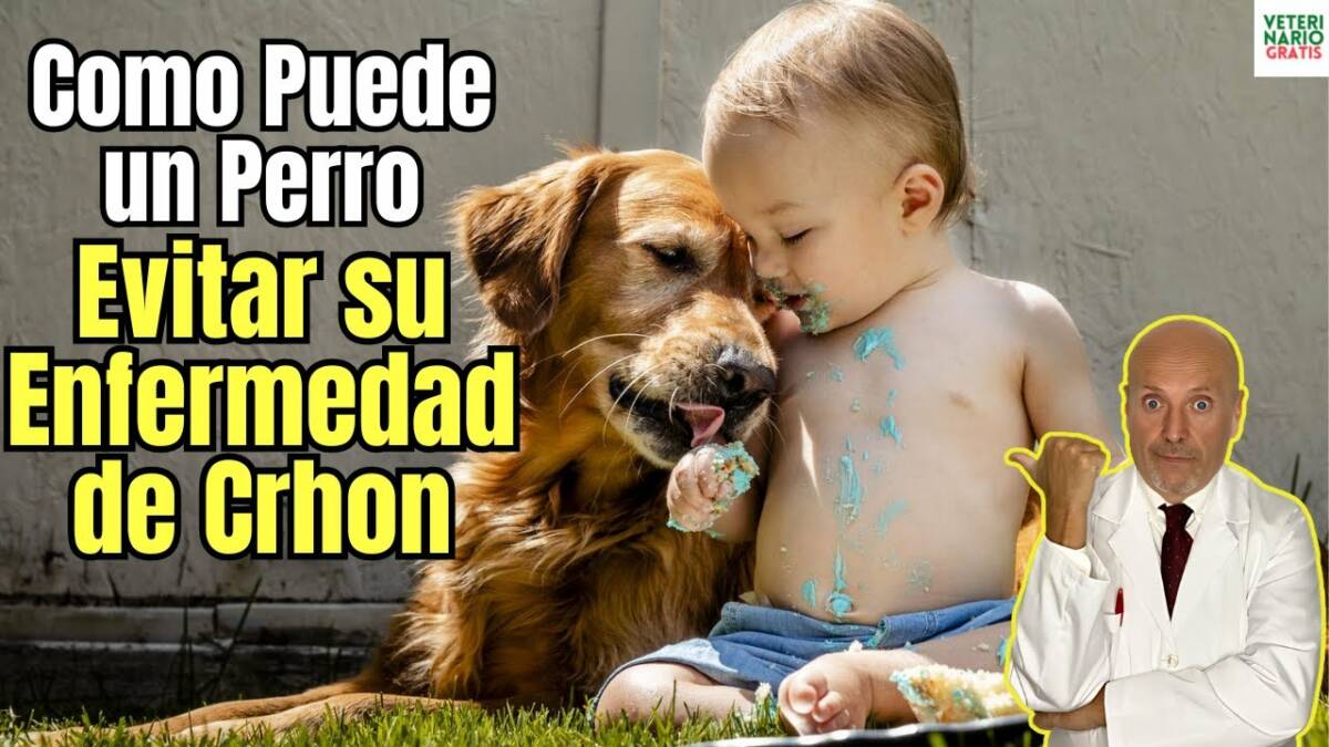 Como pueden los perros evitar la enfermedad de crhon en humanos