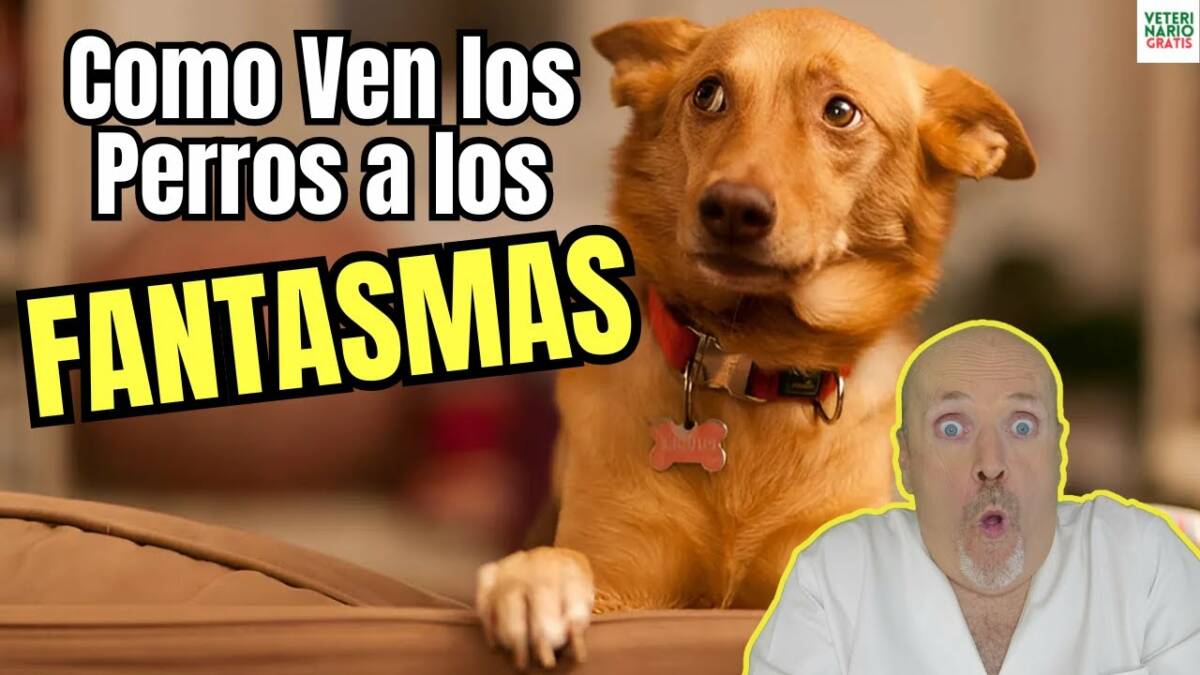 Como ven los perros a los fantasmas