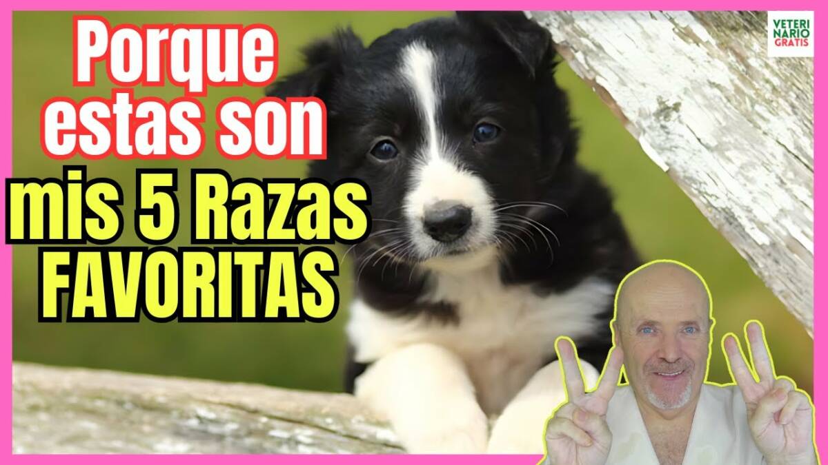 Porque estas son mis 5 razas de perros favoritas