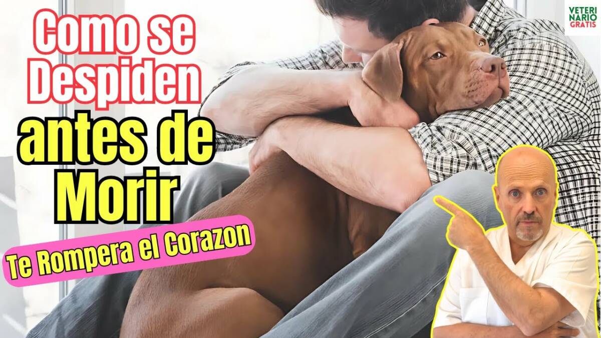 Como se despiden los perros antes de morir