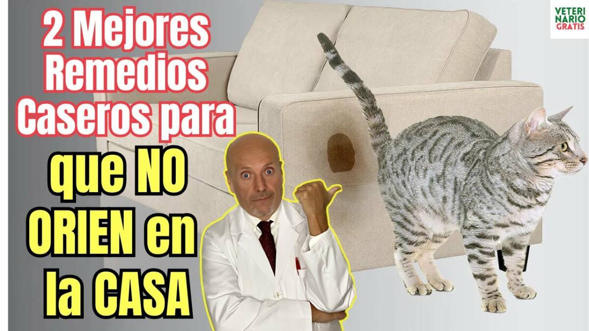 Descubre los 2 mejores remedios caseros para que el gato no se orine en la casa