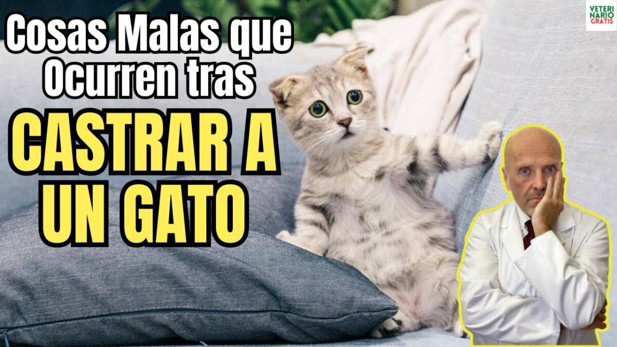 Cosas malas que ocurren tras castrar a un gato peores efectos secundarios