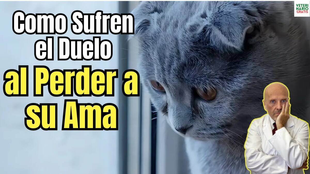 Como sufren el duelo los gatos por la perdida de su amo o mascota companera