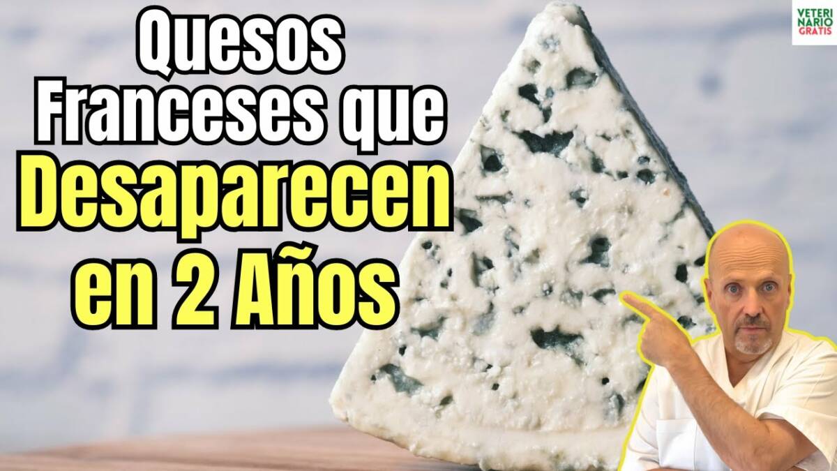 Quesos franceses que desapareceran en 2 años roquefort camembert