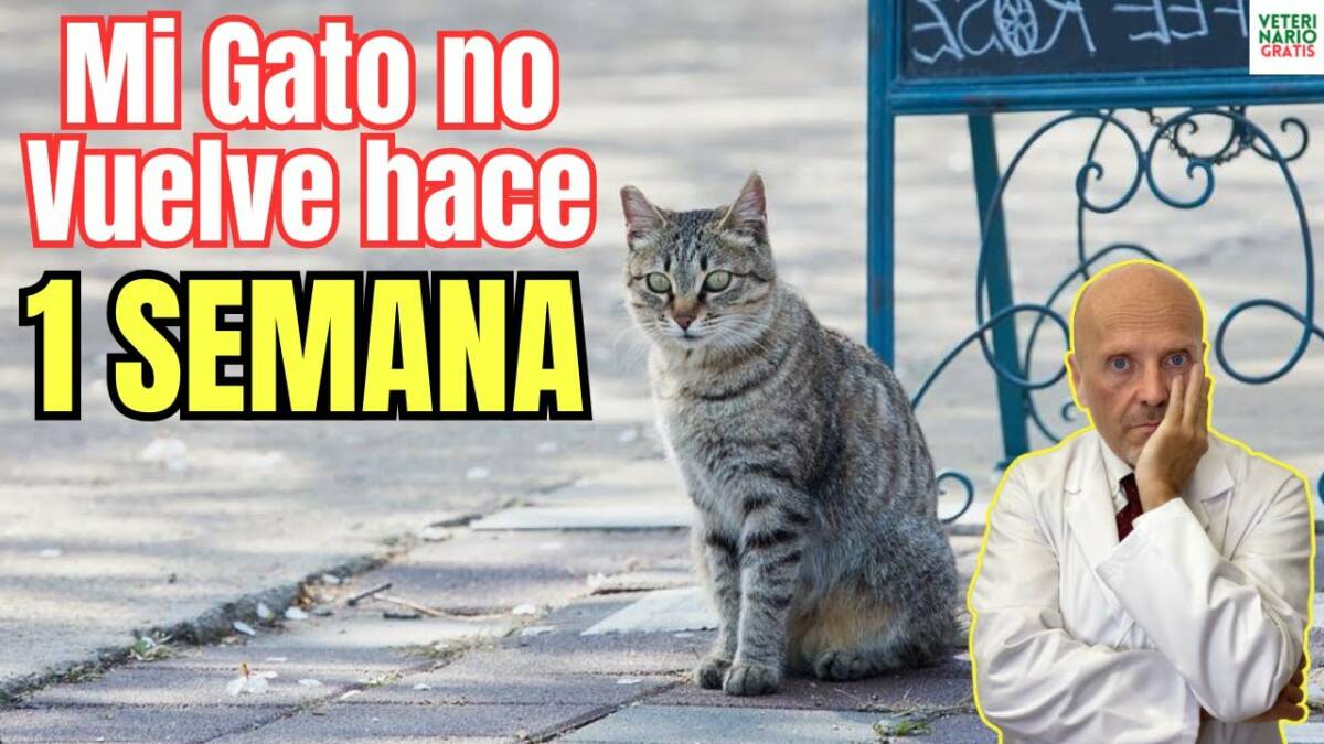 Mi gato no vuelve a casa hace 1 semana que puedo hacer