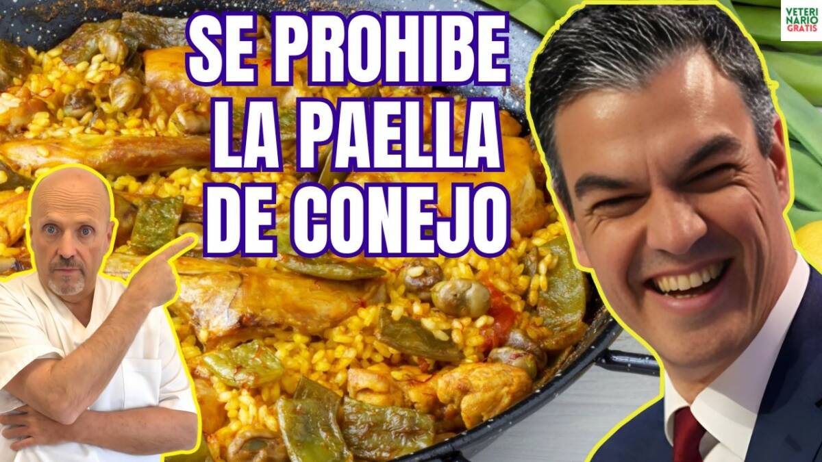 Con sanchez se prohibira la paella de carne de conejo por esta razón