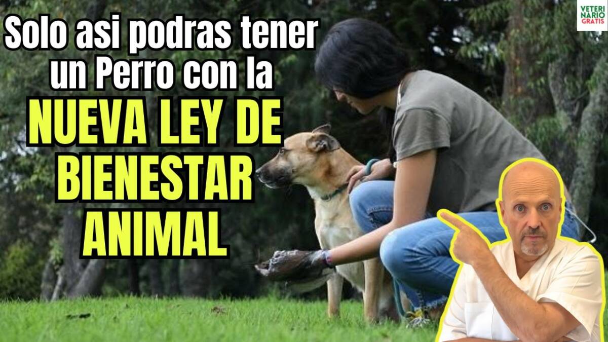 Solo asi podrás tener un perro en españa con la nueva ley de bienestar animal