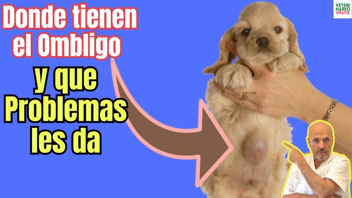 Los perros tienen ombligo donde esta enfermedades del ombligo de los perros