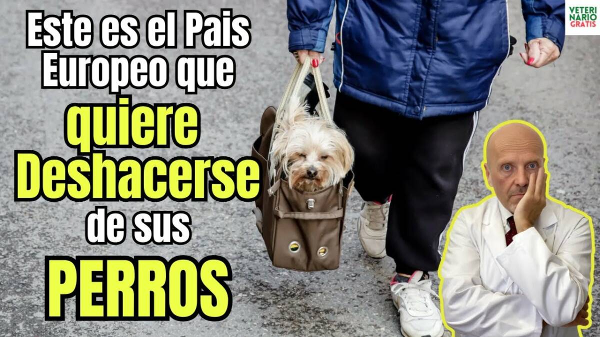 Este es el país europeo que quiere deshacerse de sus perros