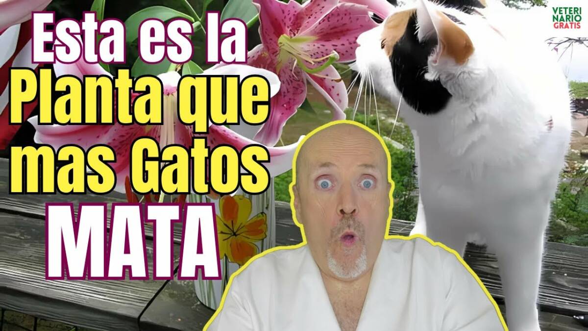 De todas las plantas tóxicas para gatos esta es la que mas mata