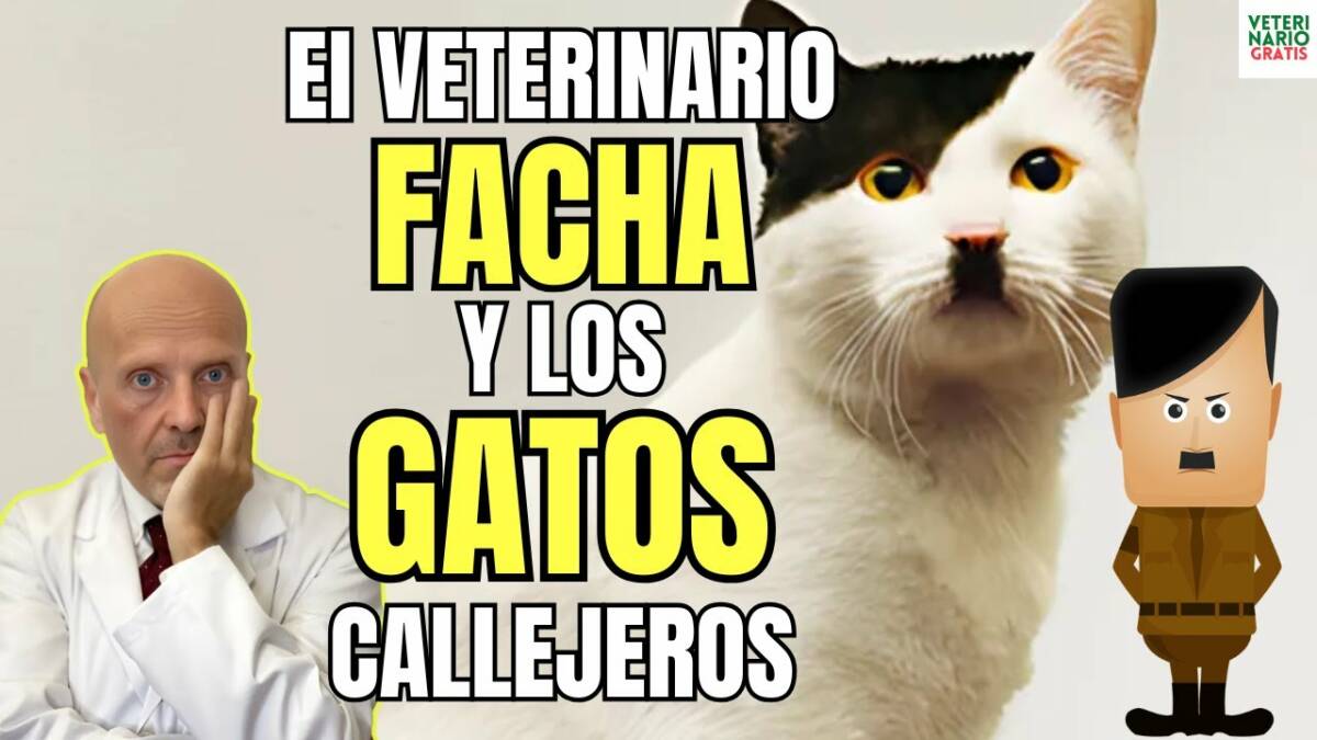 El veterinario facha y los gatos callejeros