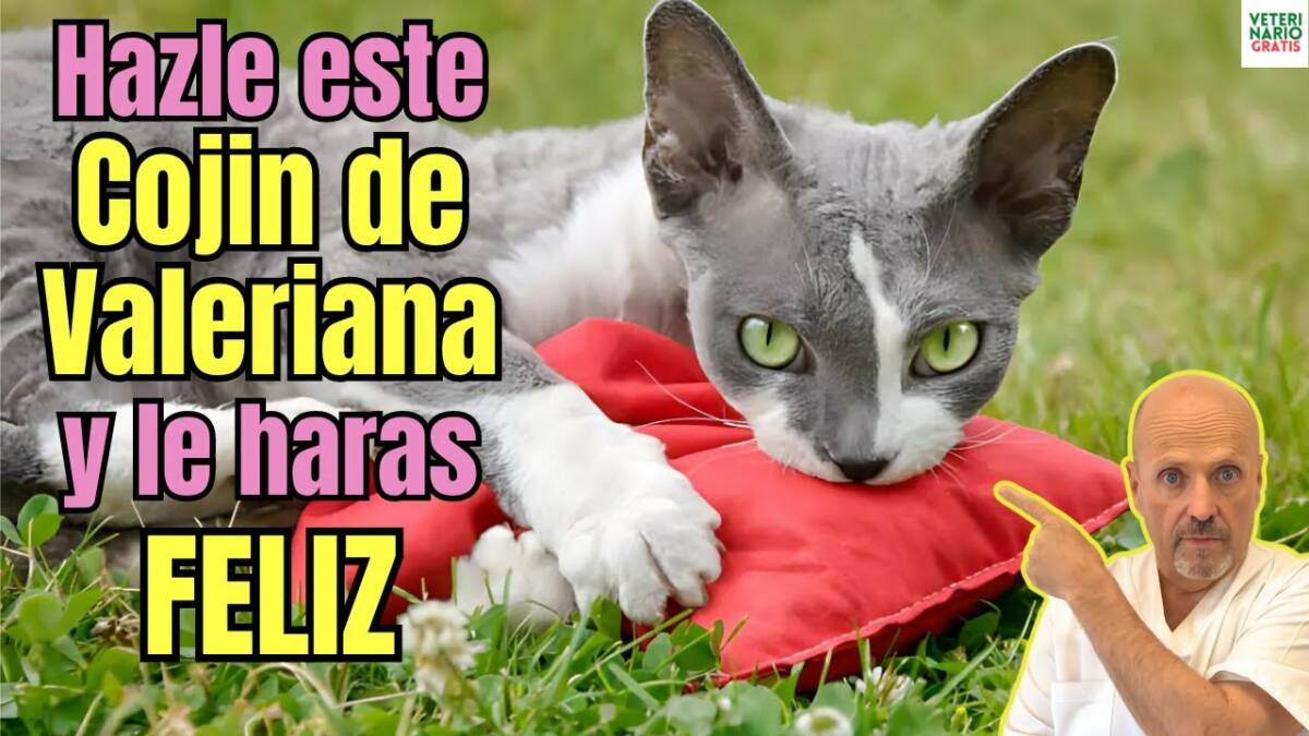 Como hacer un cojin de valeriana para gatos y hacer que sea mas feliz