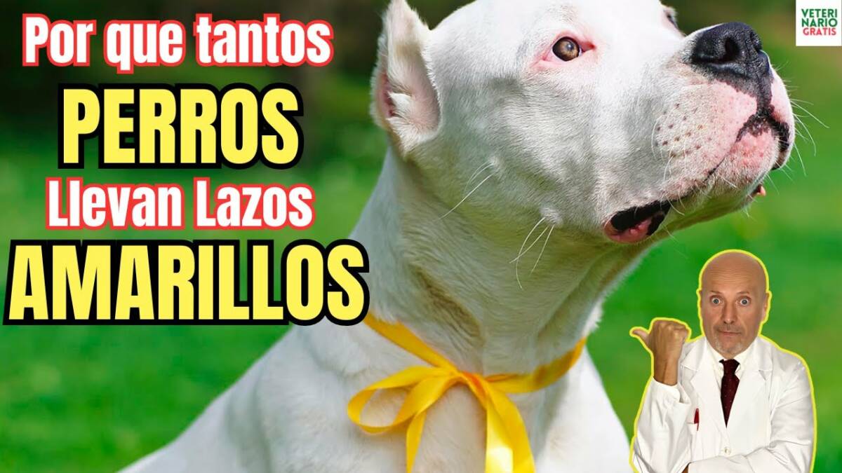 Porque tantos perros llevan lazos amarillos en europa