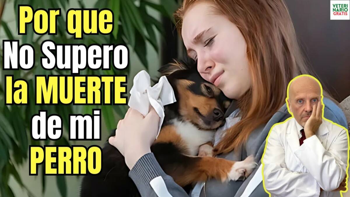 Porque no supero la muerte de mi perro