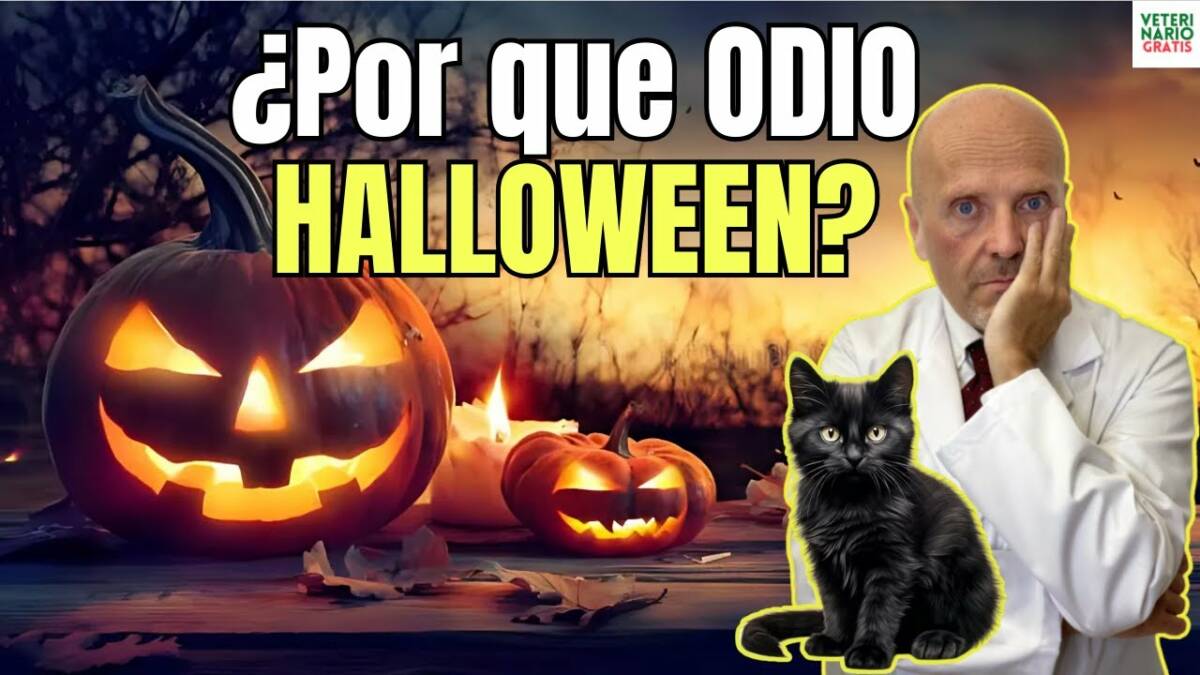 Por que odio tanto halloween secretos que nadie quiere decir sobre los gatos en halloween