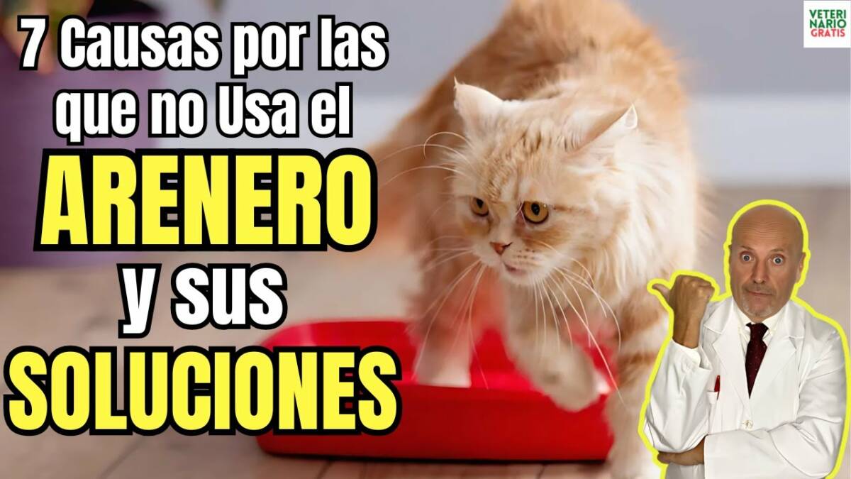 Las 7 causas por las que un gato no usa el arenero y sus soluciones