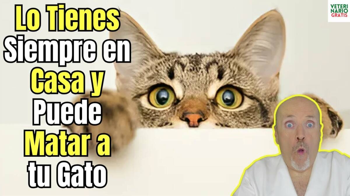 Lo tienes siempre en casa y puede matar a tu gato